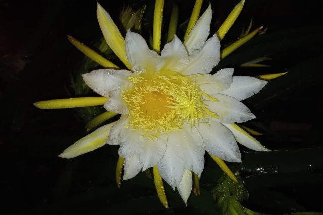Flores