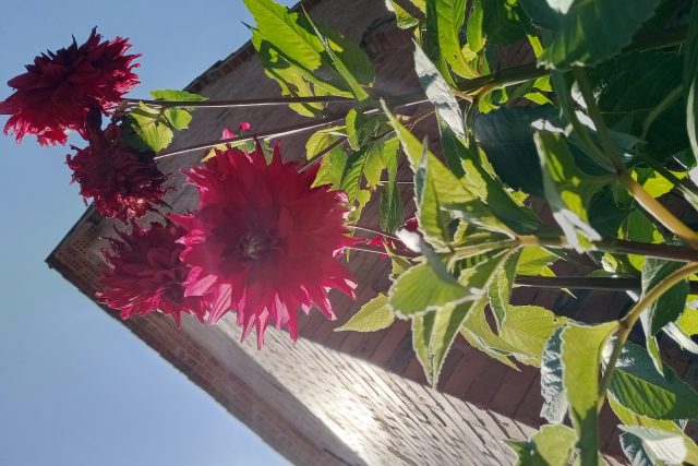 Flores