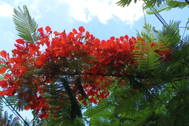 Flores