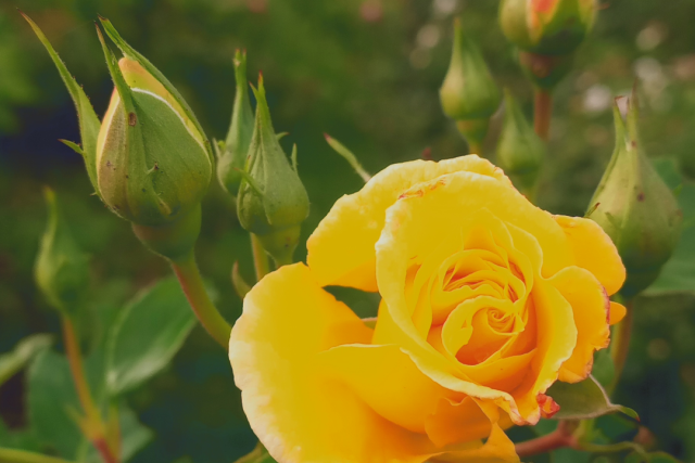 Flores