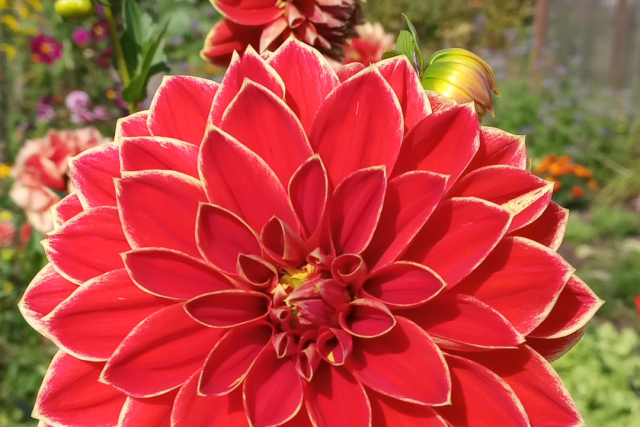 Flores