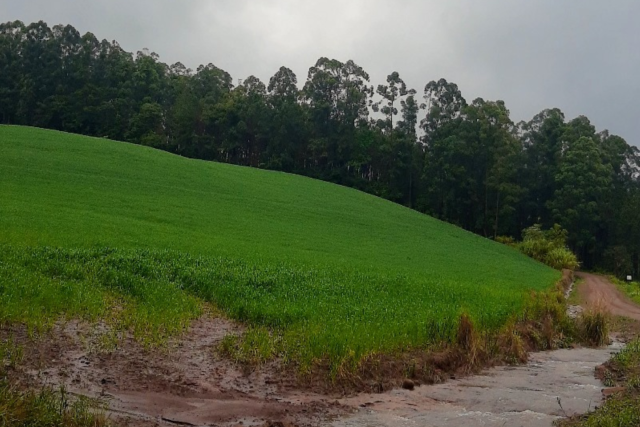 Sobre os reis magros.