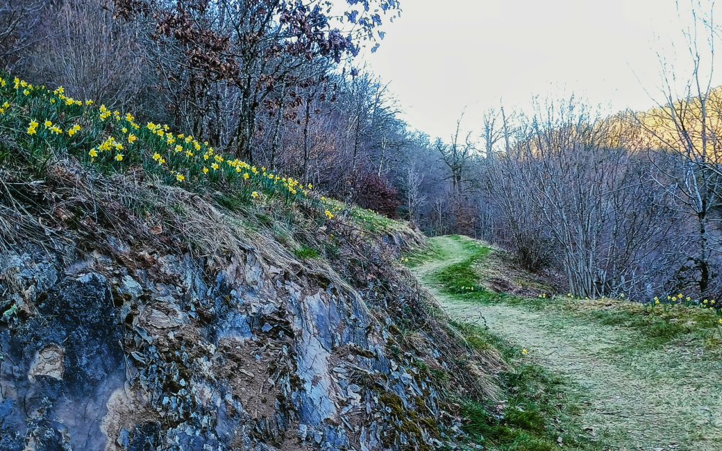 Primavera